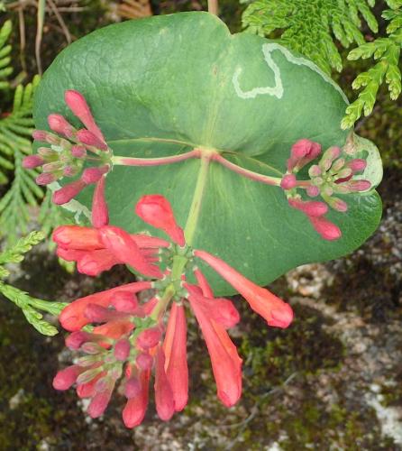 Aulagromyza hendeliana